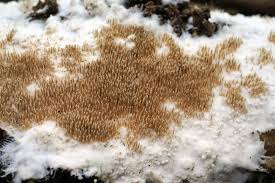 Attēlu rezultāti vaicājumam “Hydnocristella himantia”