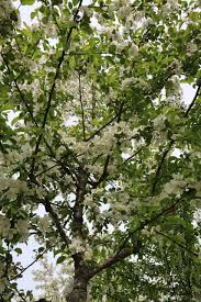 Attēlu rezultāti vaicājumam “Malus x zumi”