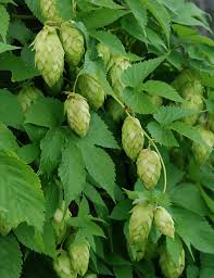 Attēlu rezultāti vaicājumam “Humulus lupulus”