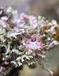 Attēlu rezultāti vaicājumam “Physcia adscendens”