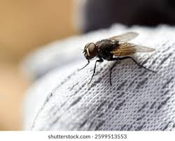 Attēlu rezultāti vaicājumam “Musca domestica”