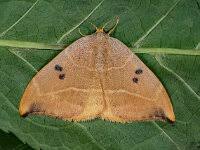 Attēlu rezultāti vaicājumam “Watsonalla binaria”