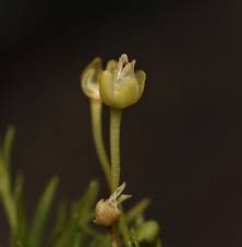 Attēlu rezultāti vaicājumam “Sagina procumbens flower”