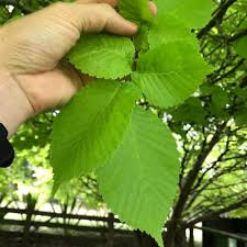Attēlu rezultāti vaicājumam “Ulmus x hollandica leaf”