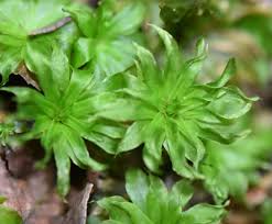 Attēlu rezultāti vaicājumam “Rhodobryum roseum”