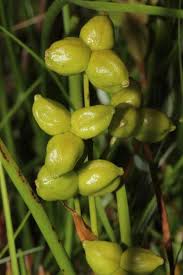 Attēlu rezultāti vaicājumam “Scheuchzeria palustris”