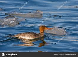 Attēlu rezultāti vaicājumam “Mergus serrator female”