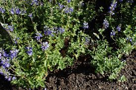 Attēlu rezultāti vaicājumam “Veronica austriaca subsp. teucrium”