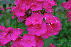 Image result for Phlox (großblumig)