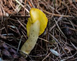 Attēlu rezultāti vaicājumam “Spathularia flavida”