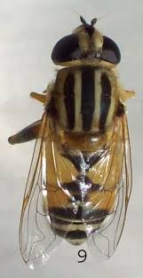 Attēlu rezultāti vaicājumam “Helophilus hybridus male”