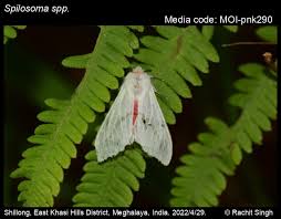 Attēlu rezultāti vaicājumam “Spilosoma sp.”