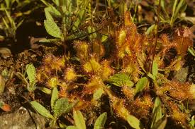 Attēlu rezultāti vaicājumam “Drosera anglica fruit”