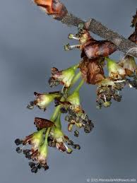 Attēlu rezultāti vaicājumam “Ulmus laevis flower”