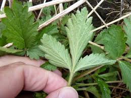 Attēlu rezultāti vaicājumam “Potentilla norvegica leaf”