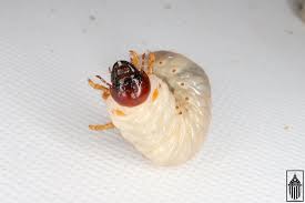 Attēlu rezultāti vaicājumam “Ceruchus chrysomelinus larva”