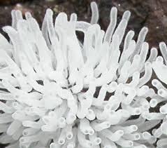 Attēlu rezultāti vaicājumam “Ceratiomyxa fruticulosa sessile”