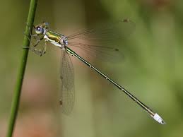 Attēlu rezultāti vaicājumam “Lestidae”