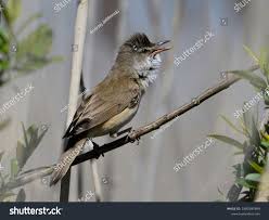 Image result for Acrocephalus arundinaceus