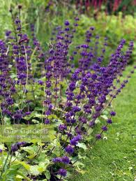 Attēlu rezultāti vaicājumam “Salvia verticillata”