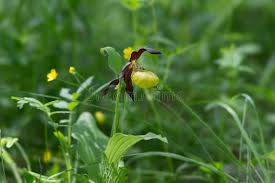Attēlu rezultāti vaicājumam “Cypripedium calceolus flower”