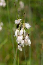 Attēlu rezultāti vaicājumam “Eriophorum latifolium flower”
