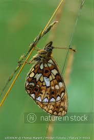 Attēlu rezultāti vaicājumam “Clossiana selene”