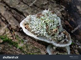 Attēlu rezultāti vaicājumam “Agathomyia wankowiczii”