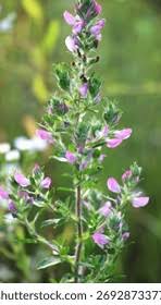 Attēlu rezultāti vaicājumam “Ononis arvensis”