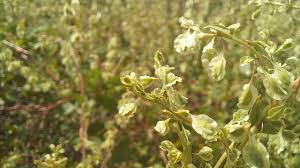 Attēlu rezultāti vaicājumam “Fallopia dumetorum”