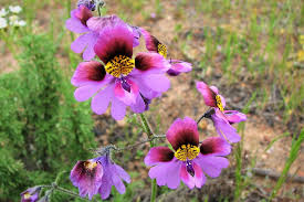 Image result for Schizanthus