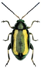 Attēlu rezultāti vaicājumam “Phyllotreta sp.”