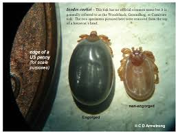 Attēlu rezultāti vaicājumam “Ixodes”