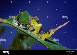 Attēlu rezultāti vaicājumam “Cerura vinula larva”