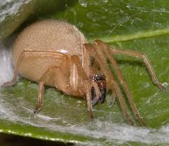 Attēlu rezultāti vaicājumam “Cheiracanthium sp.”