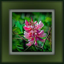 Attēlu rezultāti vaicājumam “Robinia neomexicana flower”