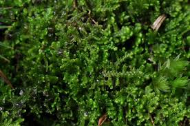 Attēlu rezultāti vaicājumam “Lepidozia reptans”