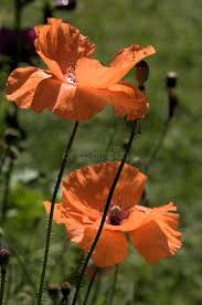 Attēlu rezultāti vaicājumam “Papaver rhoeas flower”