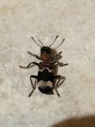 Attēlu rezultāti vaicājumam “Thanasimus formicarius”