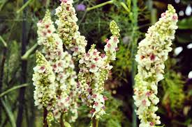 Image result for Verbascum blattaria