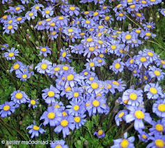 PlantFiles: Picture #7 of Blue Daisy, Blue Marguerite (Felicia ... - 985535