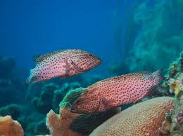 Image result for Cephalopholis cruentata