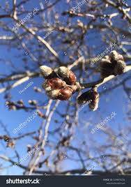 Attēlu rezultāti vaicājumam “Salix aurita bud”