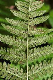 Attēlu rezultāti vaicājumam “Dryopteris dilatata”