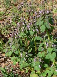 Attēlu rezultāti vaicājumam “Lamium purpureum flower”