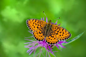 Attēlu rezultāti vaicājumam “Brenthis ino upperside”