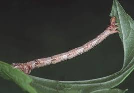 Attēlu rezultāti vaicājumam “Eulithis pyropata”