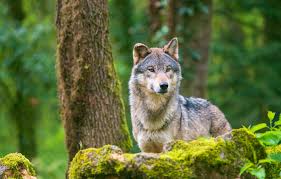 Attēlu rezultāti vaicājumam “Canis lupus”