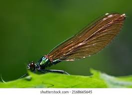 Attēlu rezultāti vaicājumam “Calopterygidae”