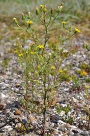 Attēlu rezultāti vaicājumam “Senecio viscosus flower”